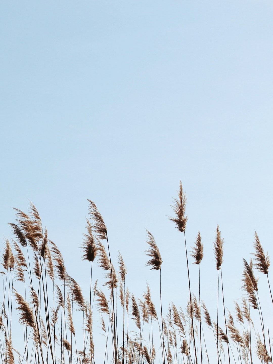 brown wheat field under blue sky during daytime