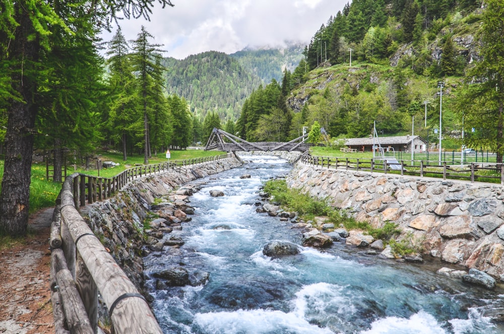 a river running through a lush green forest