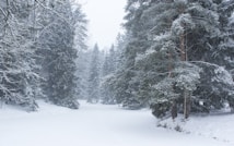 A serene winter landscape with snow-covered pine trees and a blanket of white snow on the ground. The scene is calm and quiet, with a soft overcast sky enhancing the peacefulness of the surroundings. The tall trees, dusted in snow, frame a pathway that leads deeper into the forest.