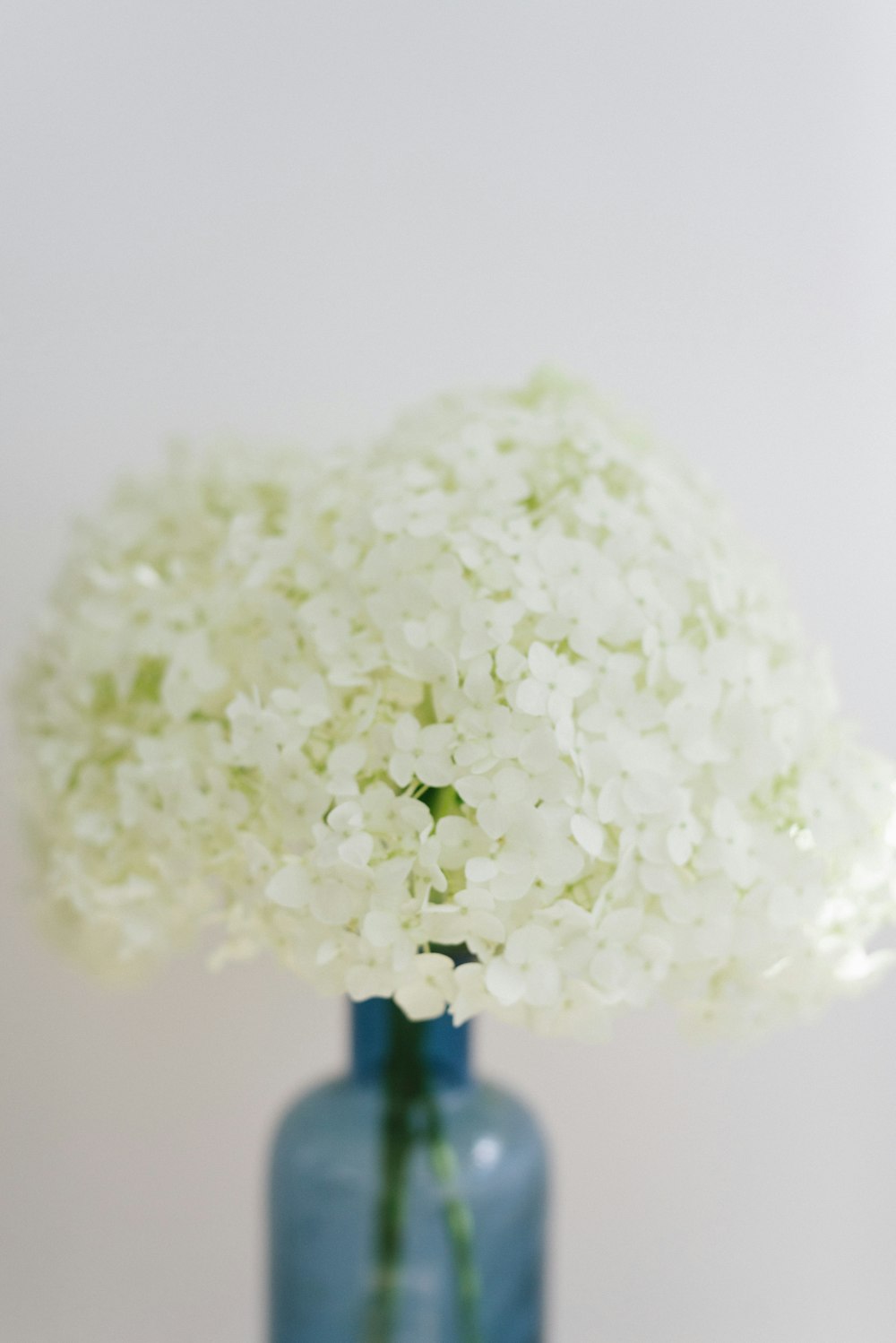 white flower on black vase