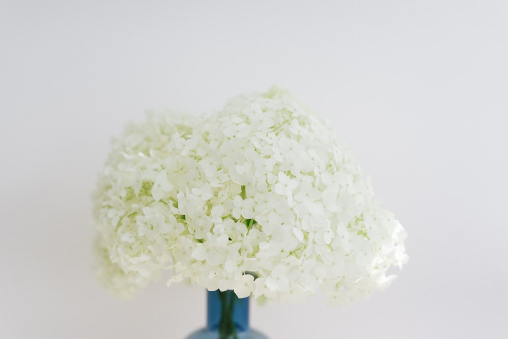 white flower on blue vase
