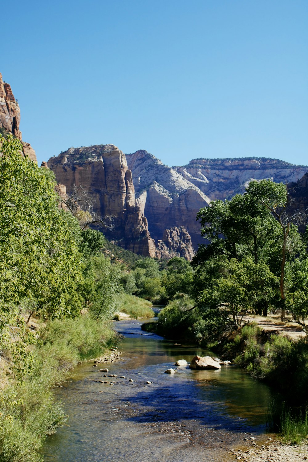 green trees near river during daytime