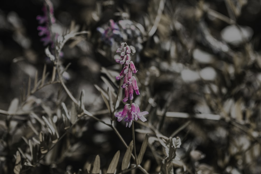 purple flower in tilt shift lens