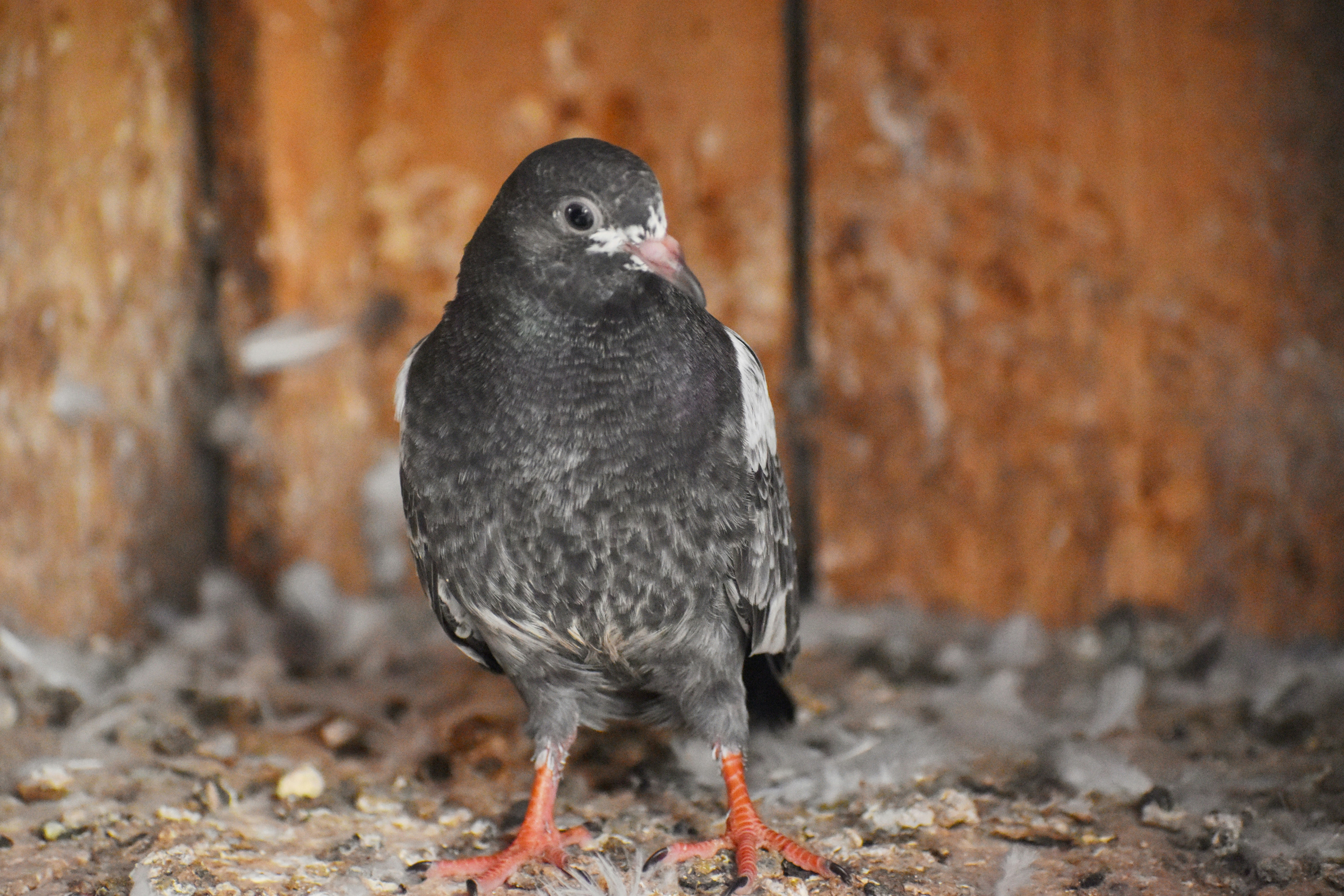 Alimento Energético Premium