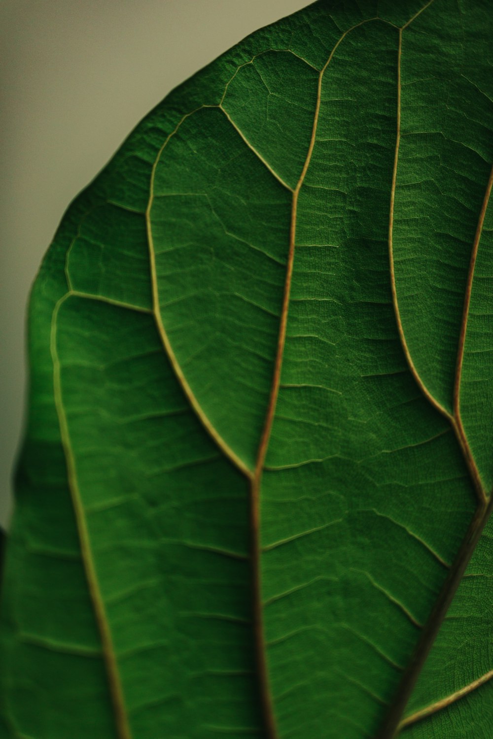 green leaf in close up photography