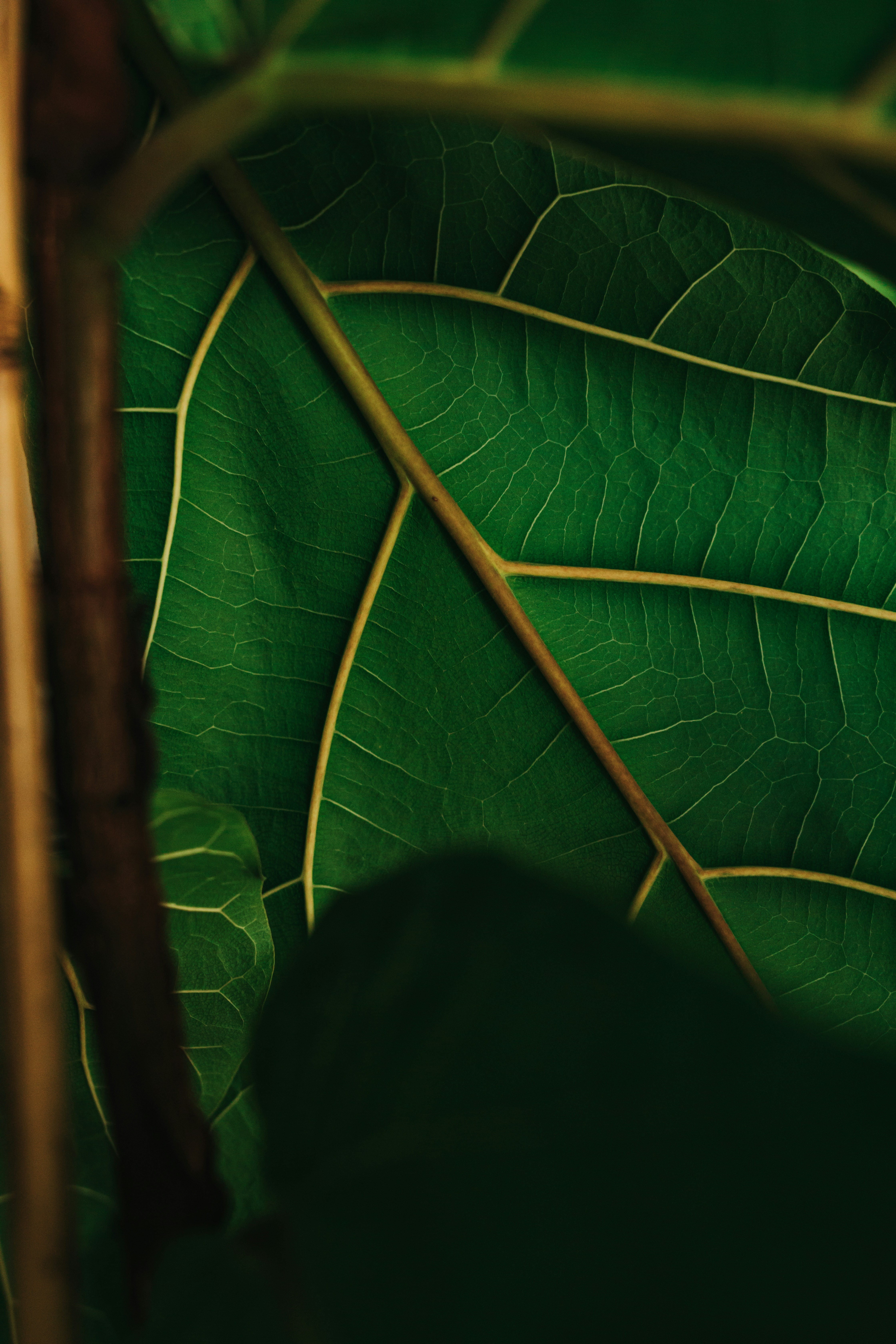 Photo by nate_dumlao