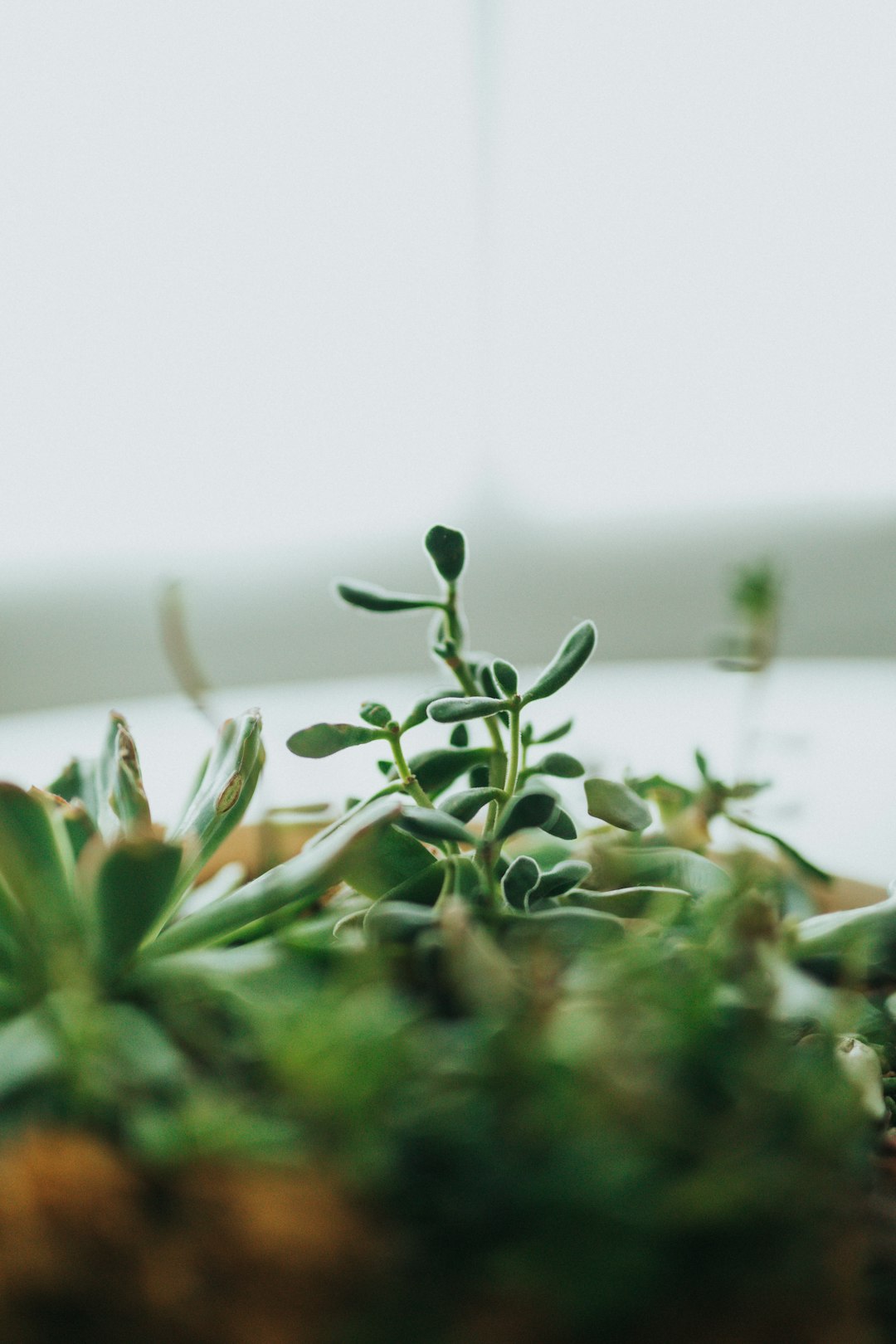 green plant on brown soil