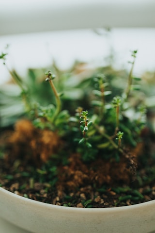 Close-up of fresh nursery plants in rich earth tones, highlighting texture and color variety.