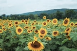 A serene landscape of sunflower fields in full bloom.