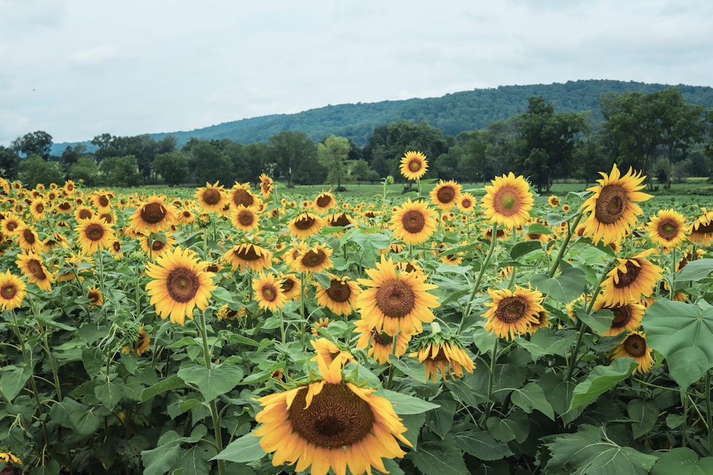 sunflower field under white sky during daytime