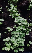 Close-up view of small green seedlings with rounded leaves growing in dark, moist soil. The plants appear fresh with droplets of water visible on the leaves, indicating recent watering or rain.