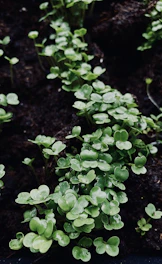 Close-up of healthy green seedlings growing in rich soil under sunlight.