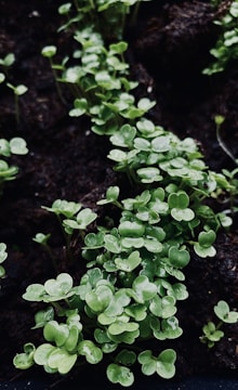 Close-up view of small green seedlings with rounded leaves growing in dark, moist soil. The plants appear fresh with droplets of water visible on the leaves, indicating recent watering or rain.