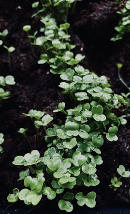 Close-up of healthy green seedlings growing in rich soil under sunlight.