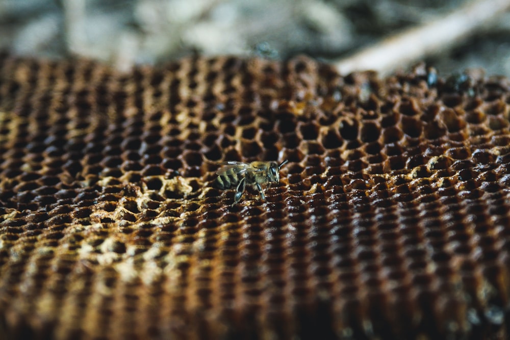 green and black insect on brown textile