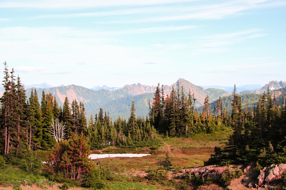 green pine trees near mountain during daytime