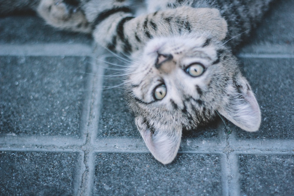 silver tabby cat on blue concrete floor