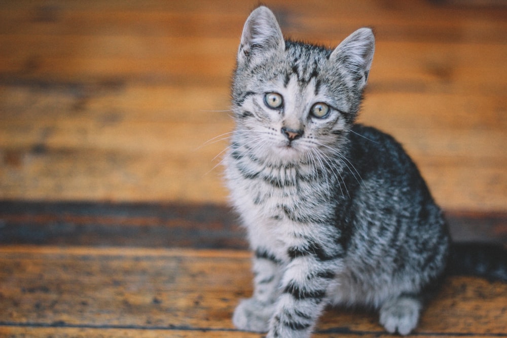 silver tabby cat on brown wooden floor