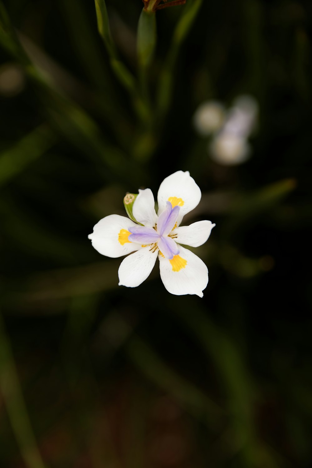 white 5 petaled flower in bloom