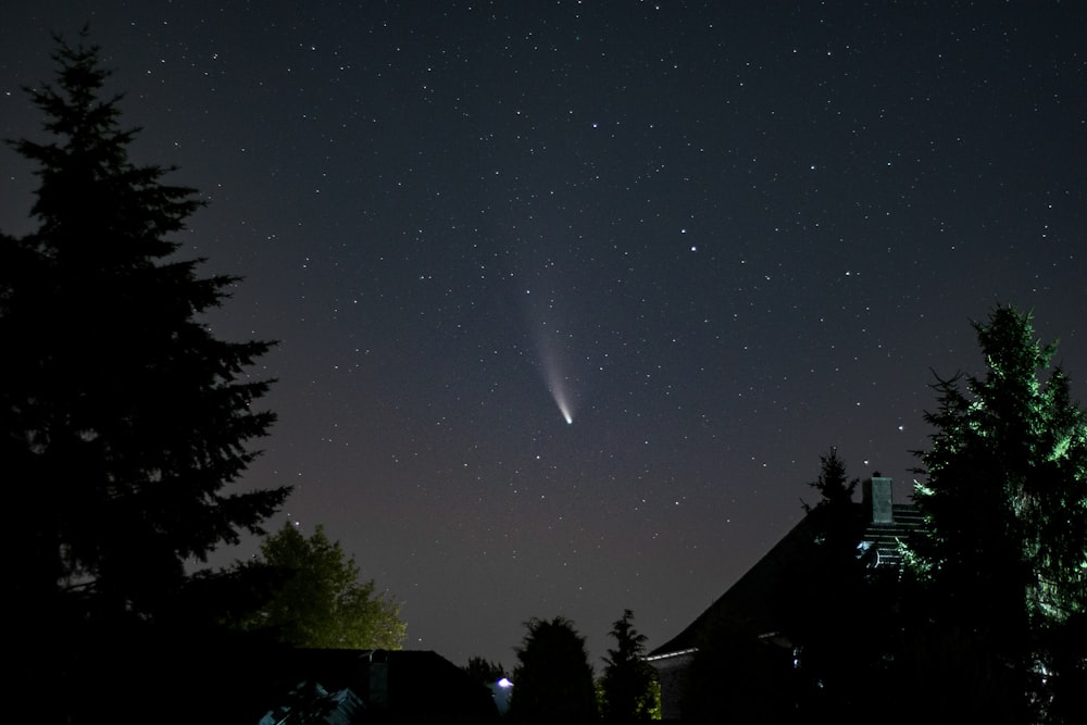 silhouette di alberi sotto la notte stellata