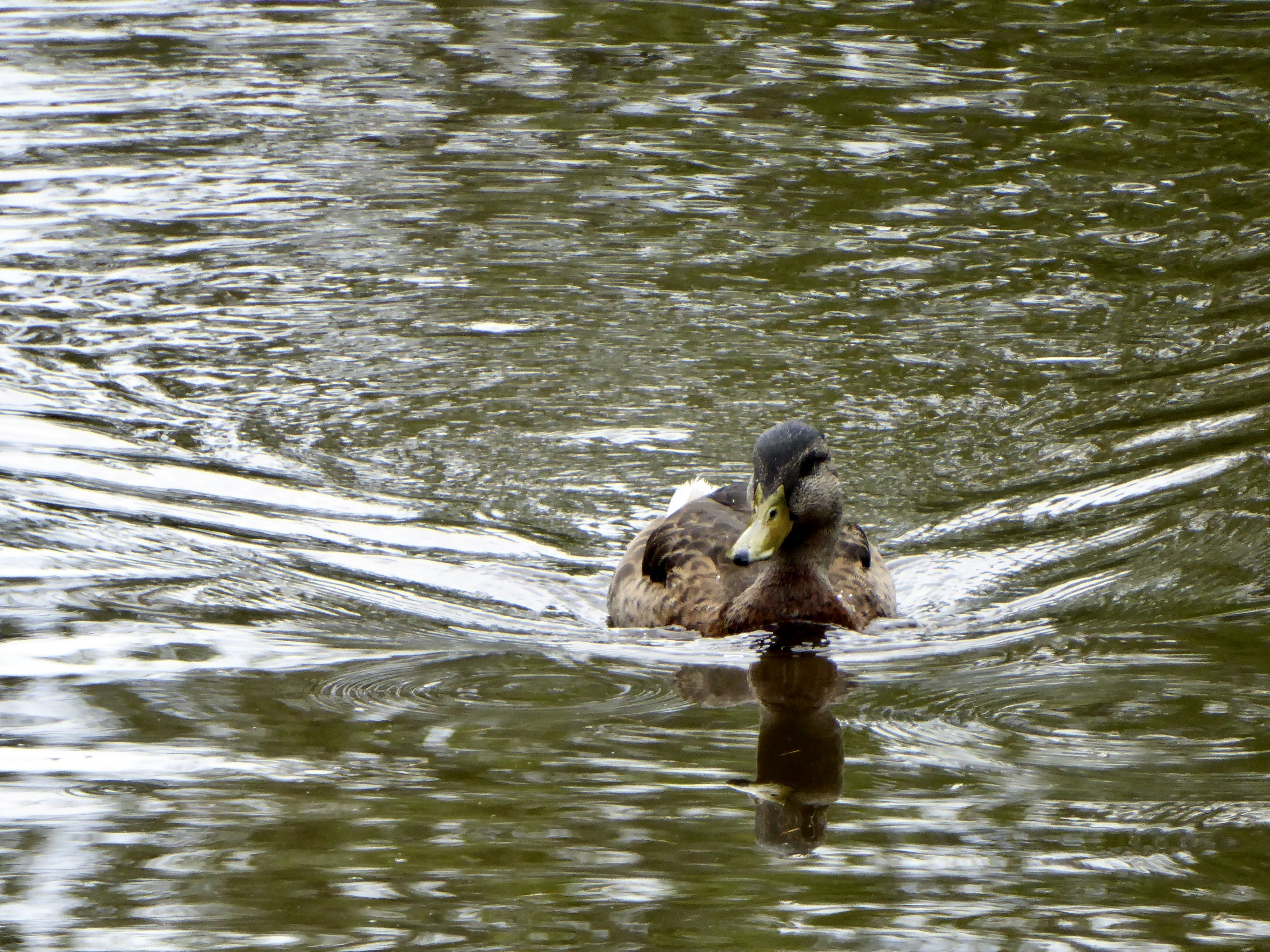 brown and black duck on water during daytime