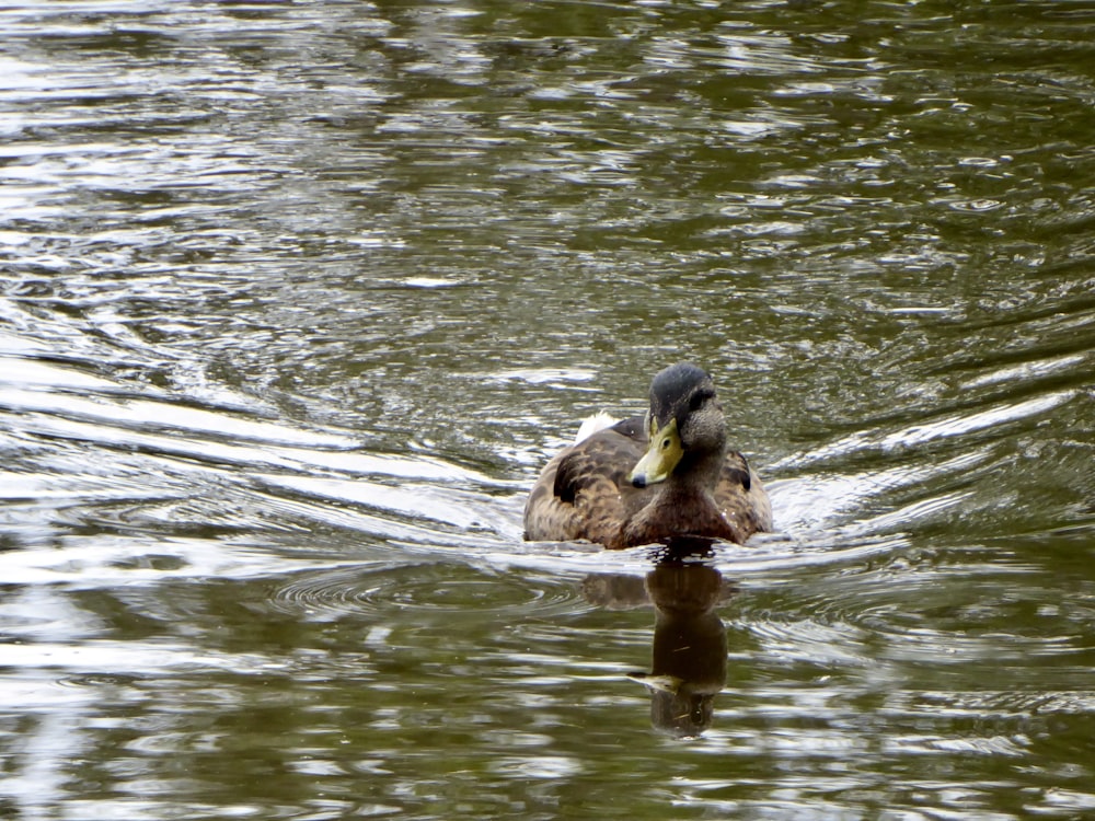 canard brun et noir sur l’eau pendant la journée