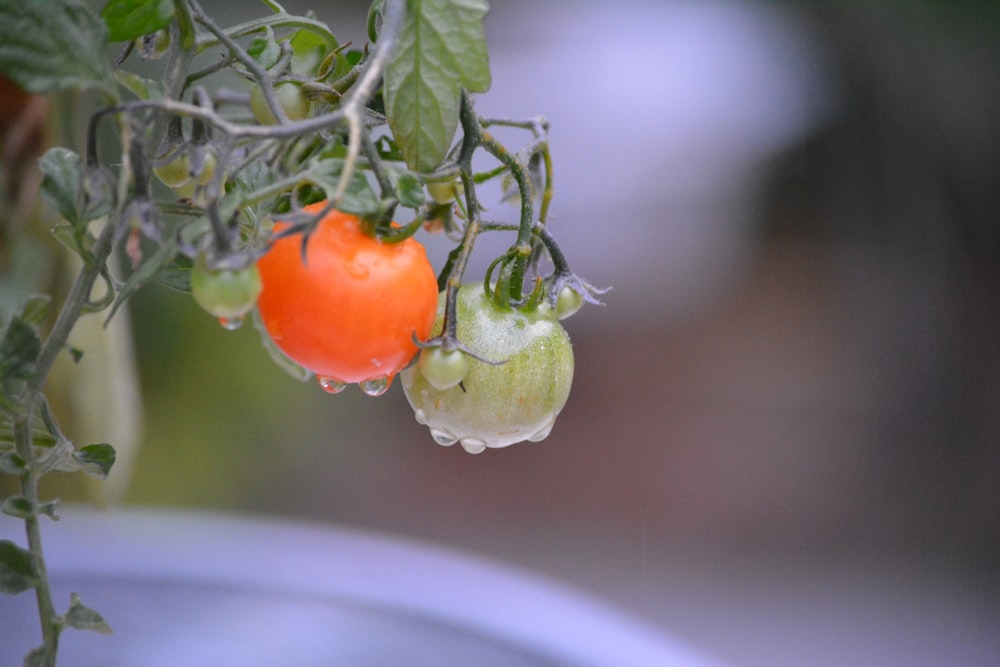 green and red tomato on white ceramic plate