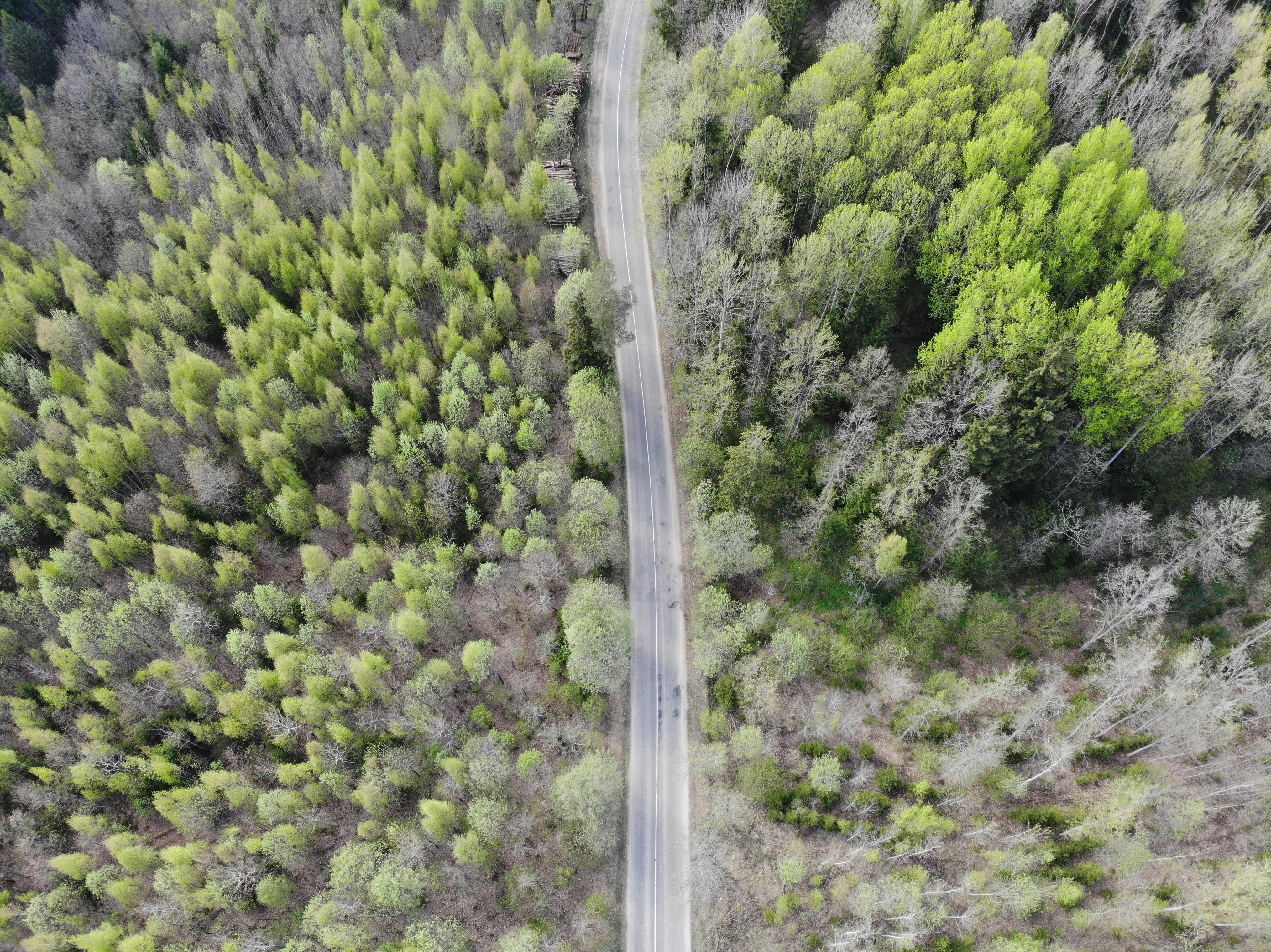 aerial view of green trees belarus teams background
