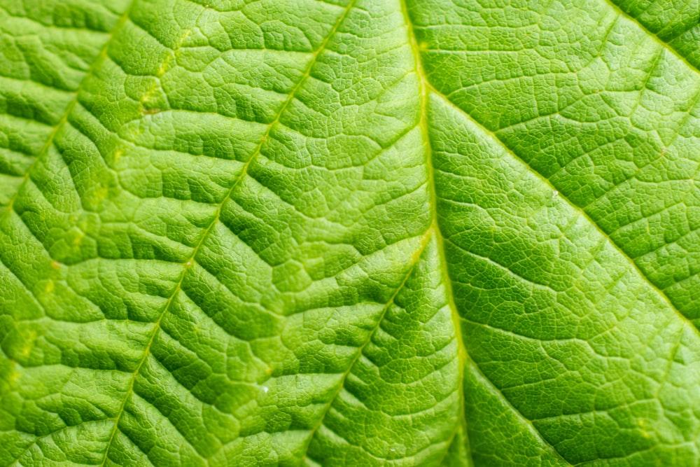 green leaf in close up photography