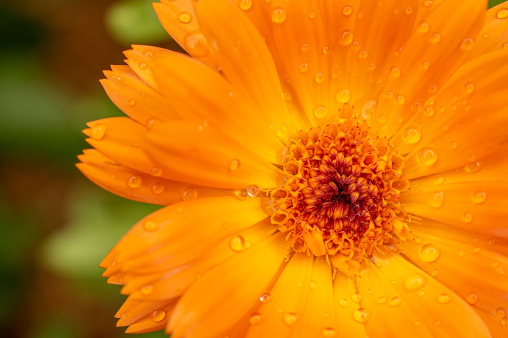 yellow flower in macro lens