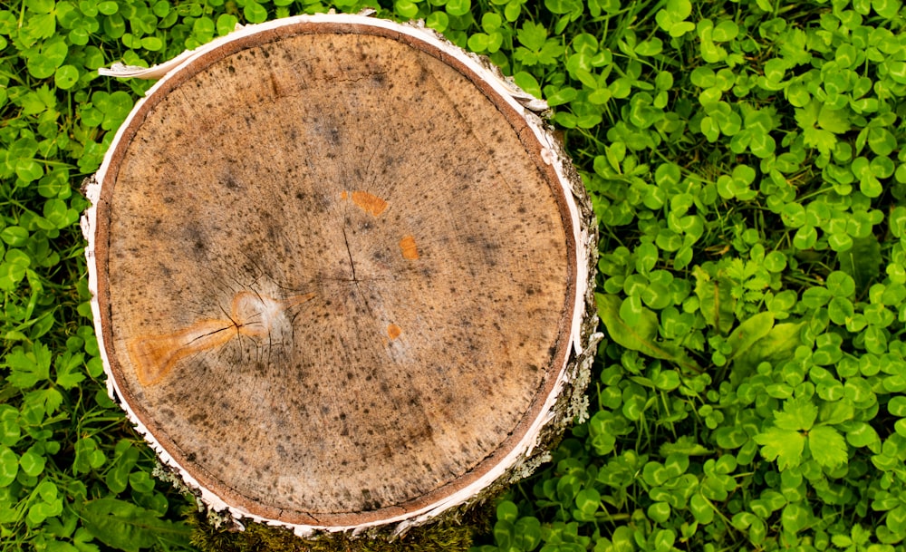 brown wooden round table on green grass