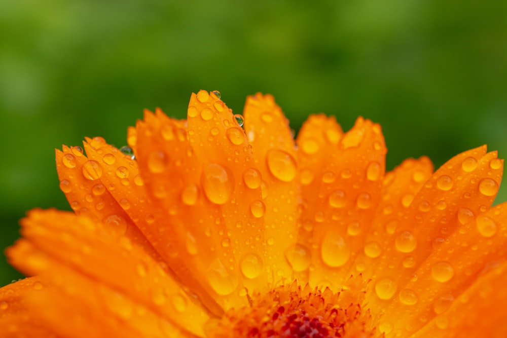 yellow flower in macro lens photography