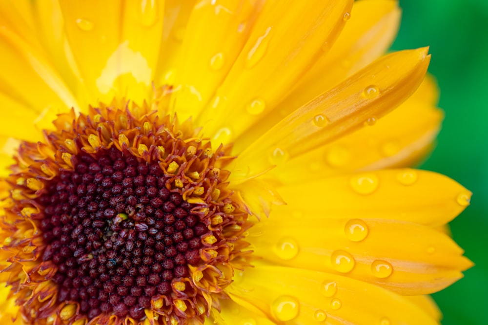 yellow sunflower in close up photography