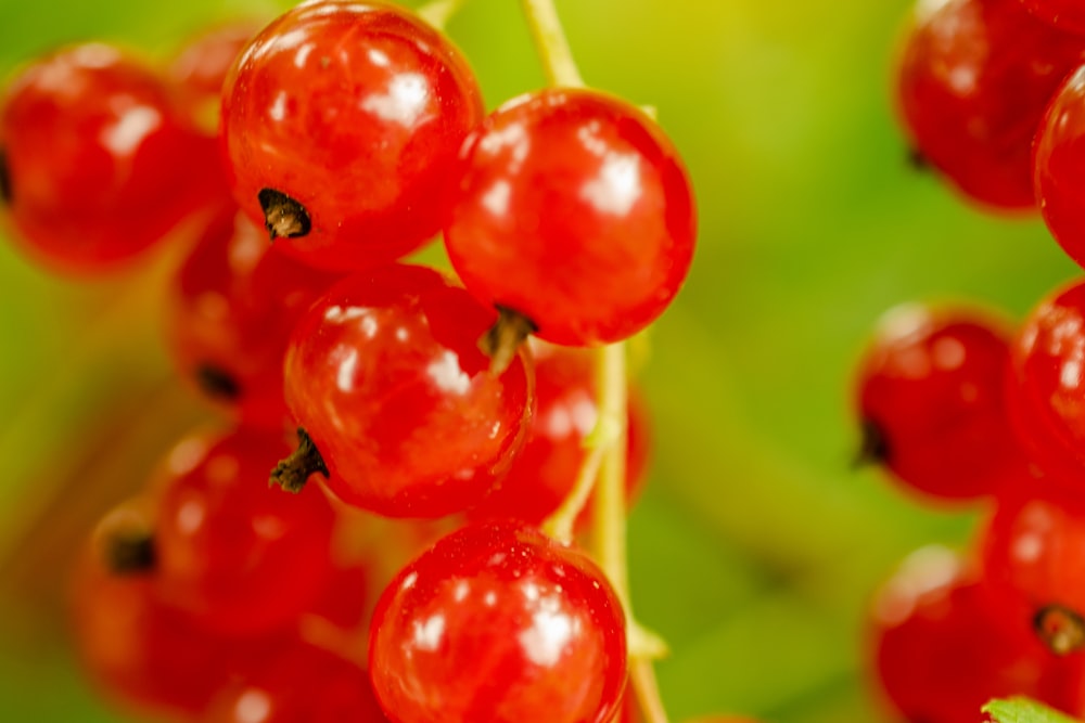 red round fruits in tilt shift lens