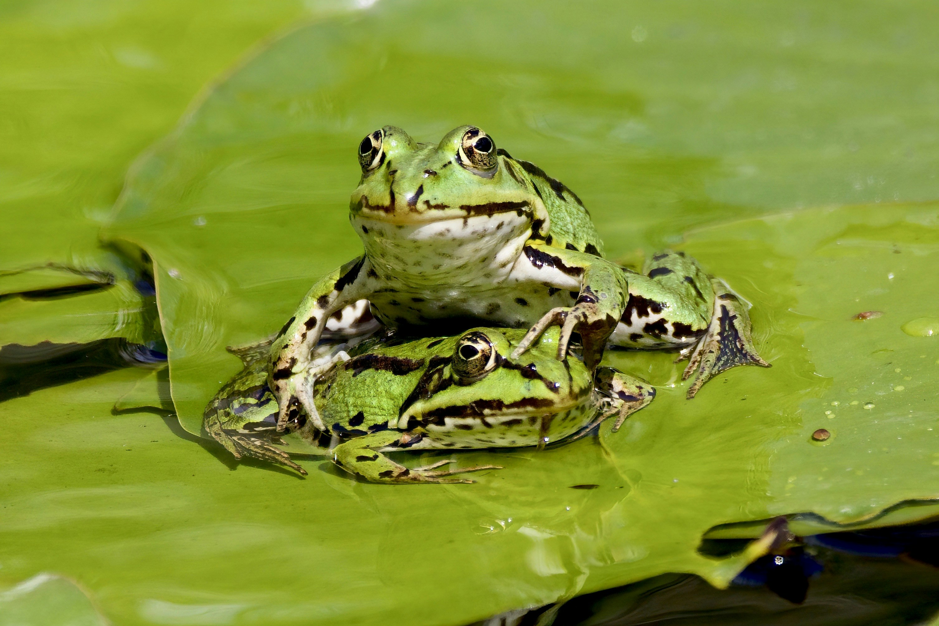 Frog