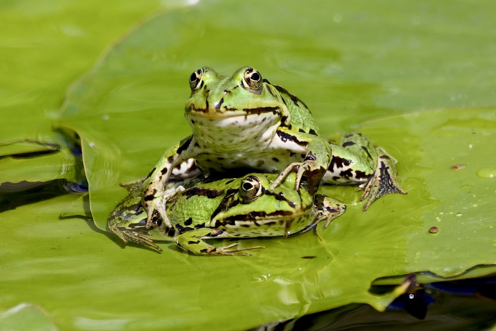 green and black frog on water