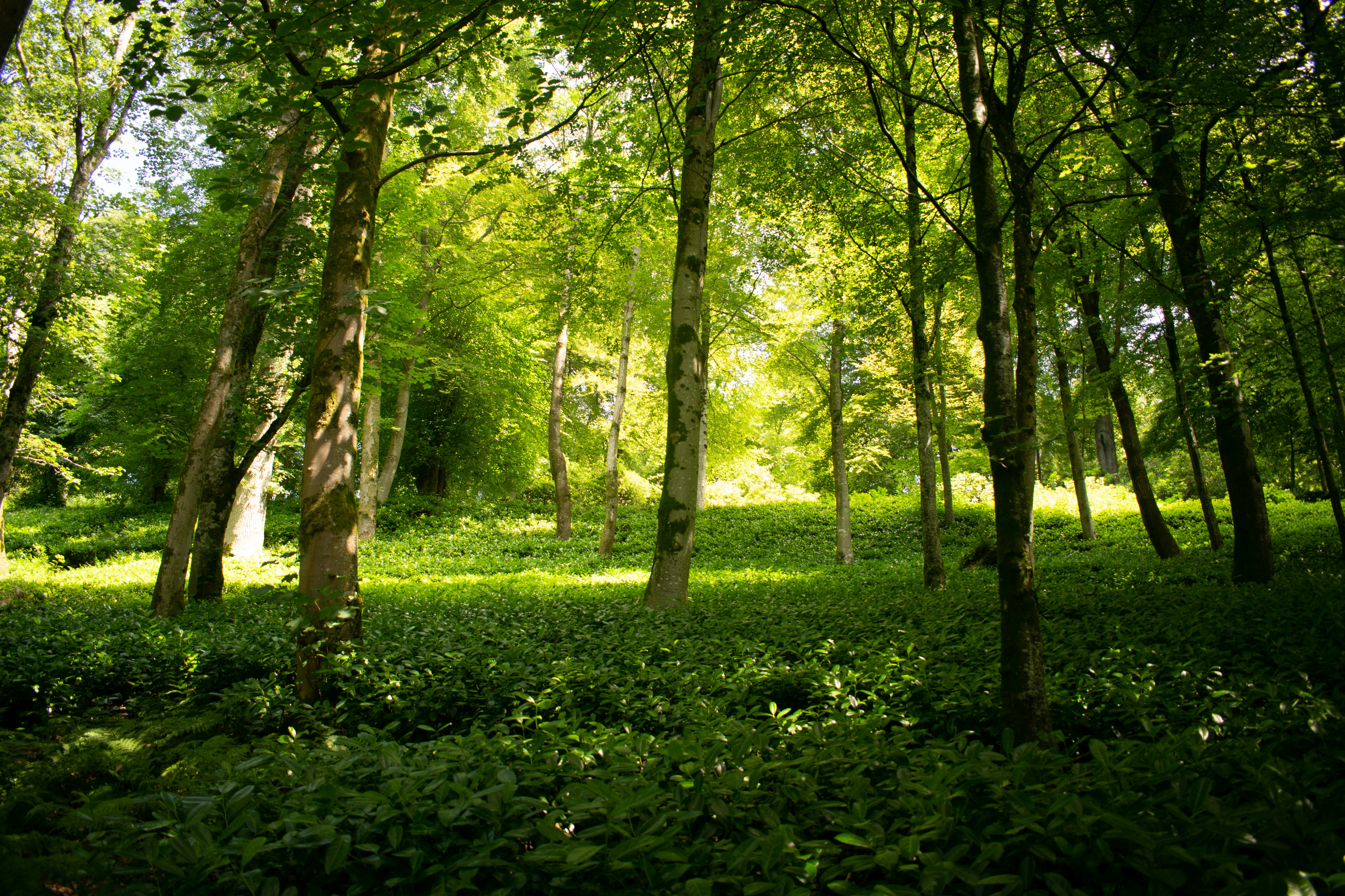 green grass and trees during daytime, Sunlight hitting green trees
