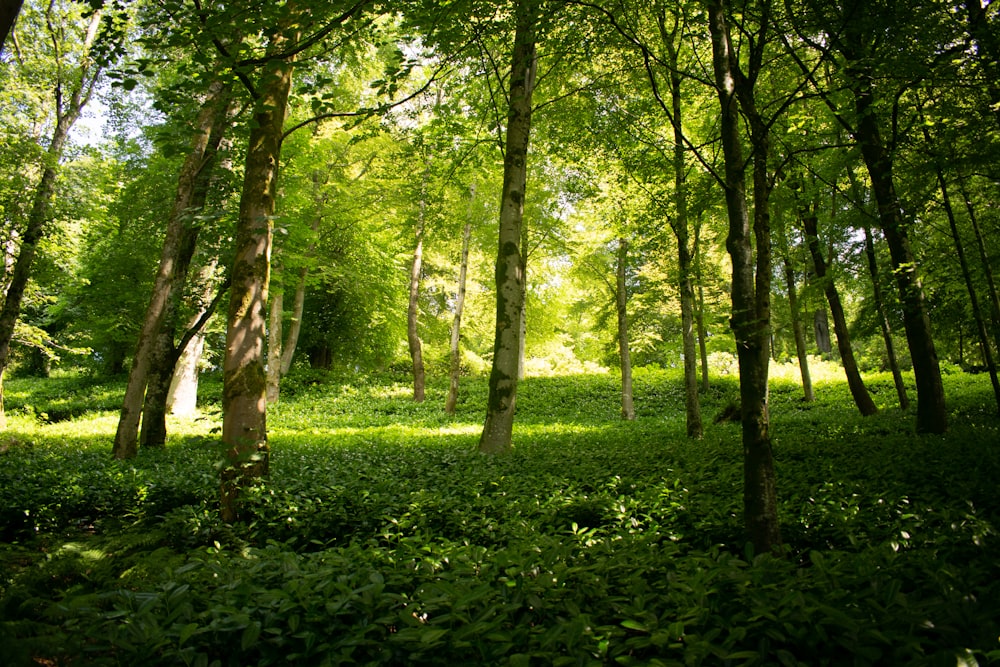 erba verde e alberi durante il giorno