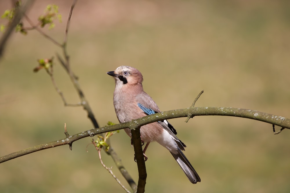 brown and blue bird on brown tree branch