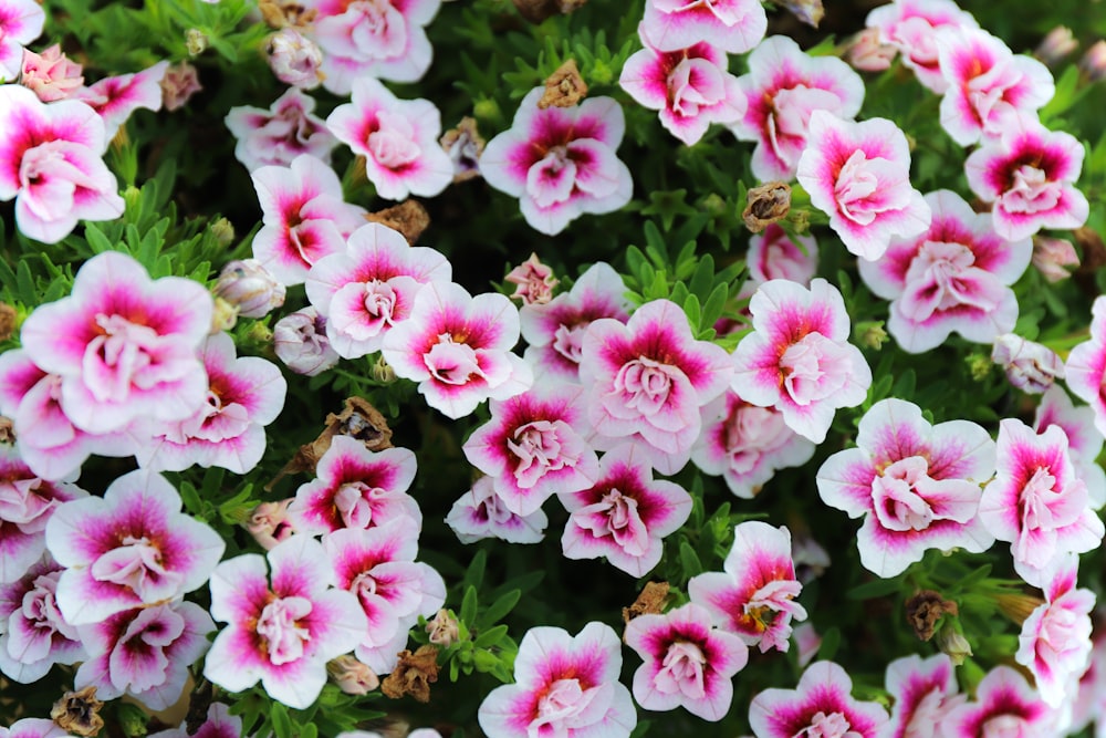 pink flowers with green leaves