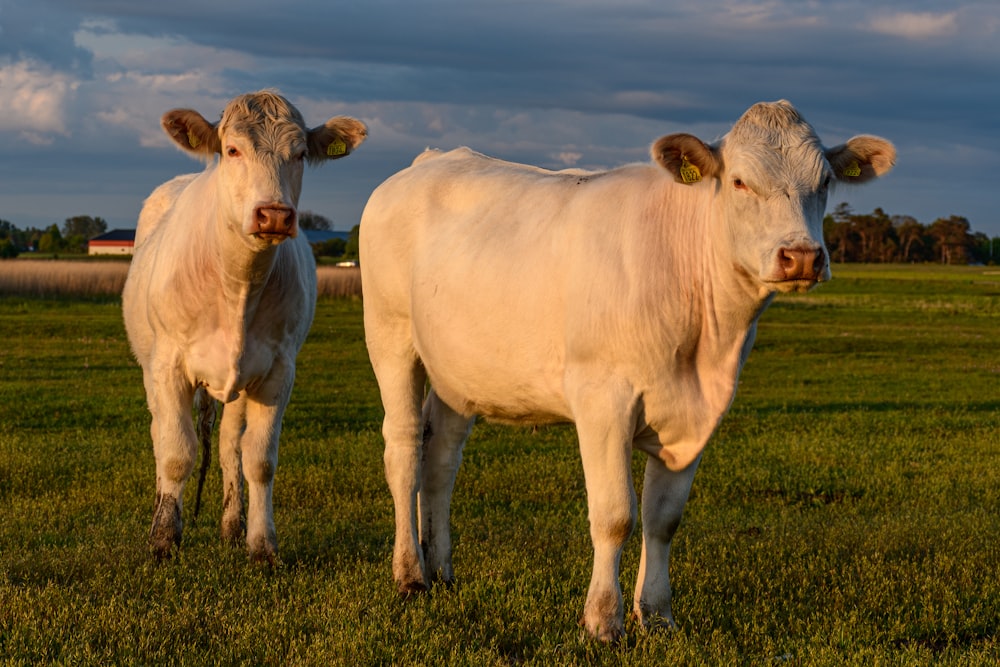 white cow on green grass field during daytime