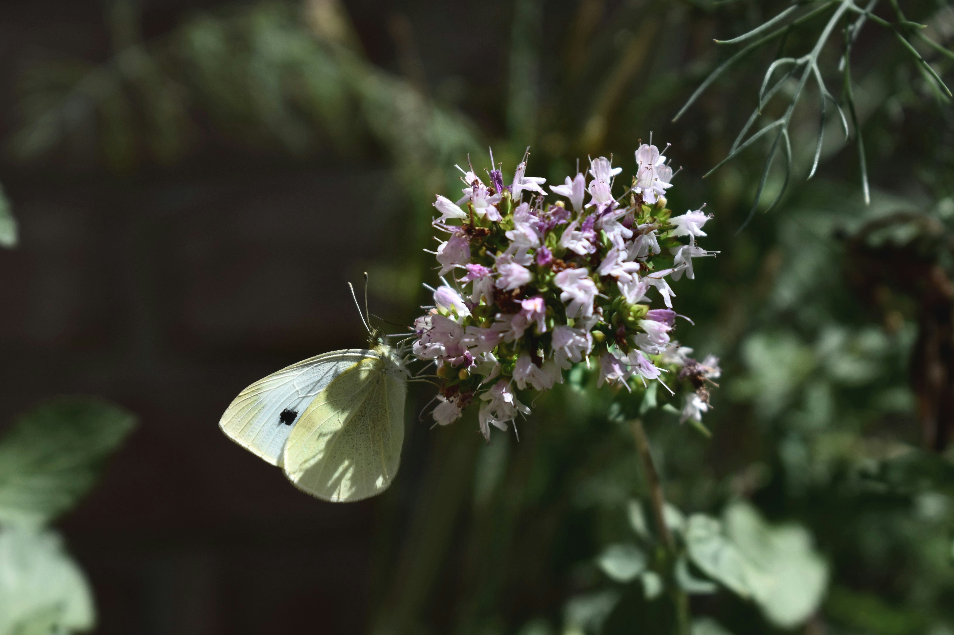 Photo by mariahhewines