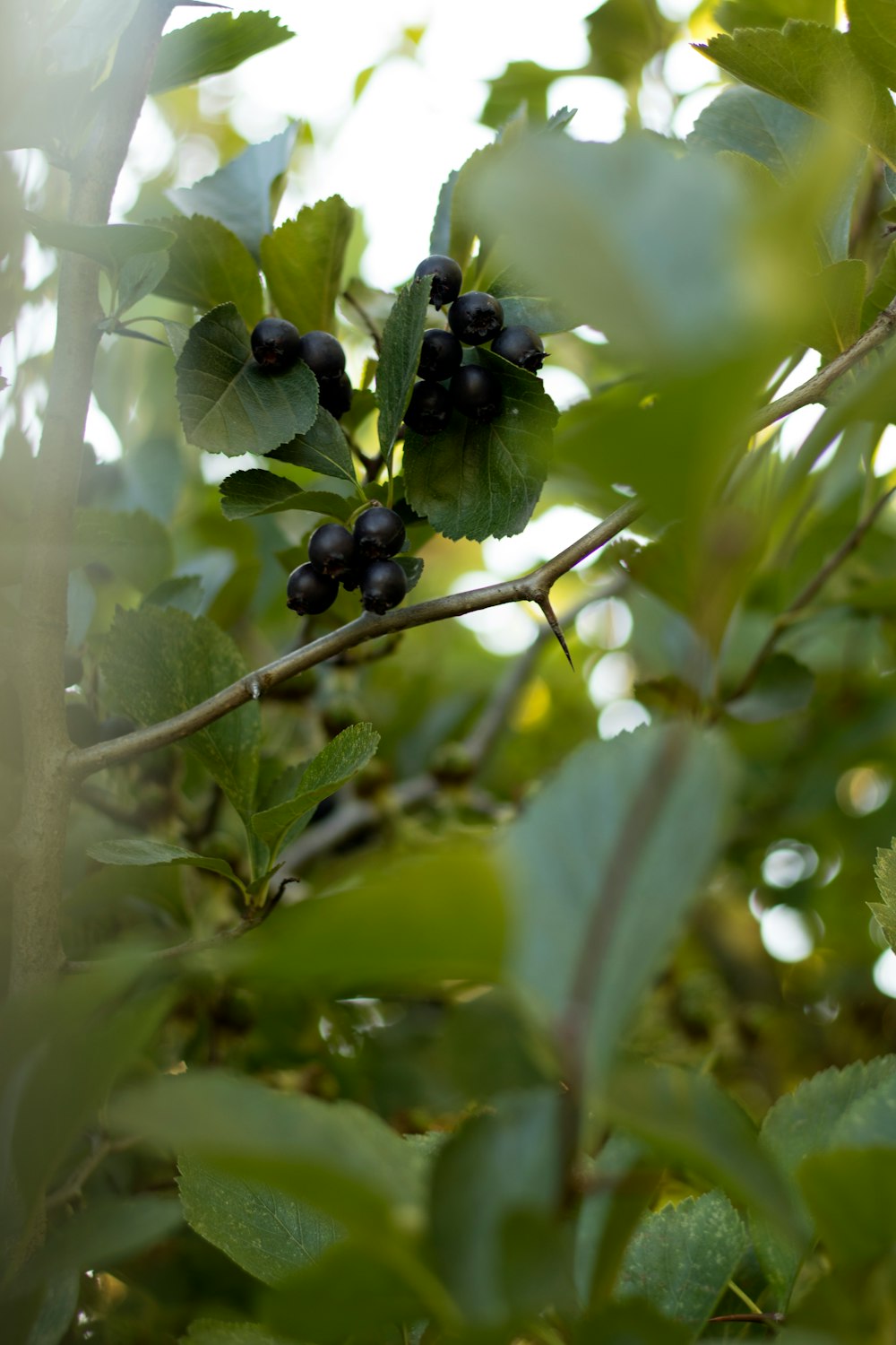 black round fruits on tree branch during daytime