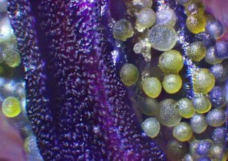 Close-up of a small geopolimeric pot with violet iron oxide texture and volcanic greba black notes, shimmering mica highlights.