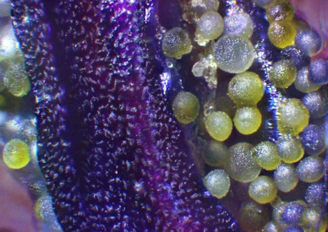 A close-up image showing a textured surface with small, round, translucent elements. The background features dark purple, dense formations resembling an abstract pattern, while the foreground highlights clusters of green and yellow spherical structures with a sparkling appearance.