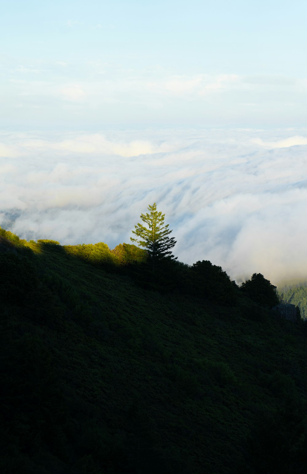 green trees on mountain under white clouds during daytime