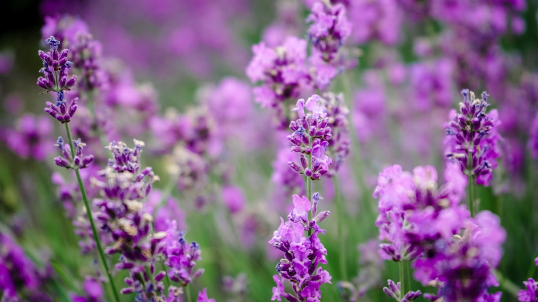 purple flower in tilt shift lens