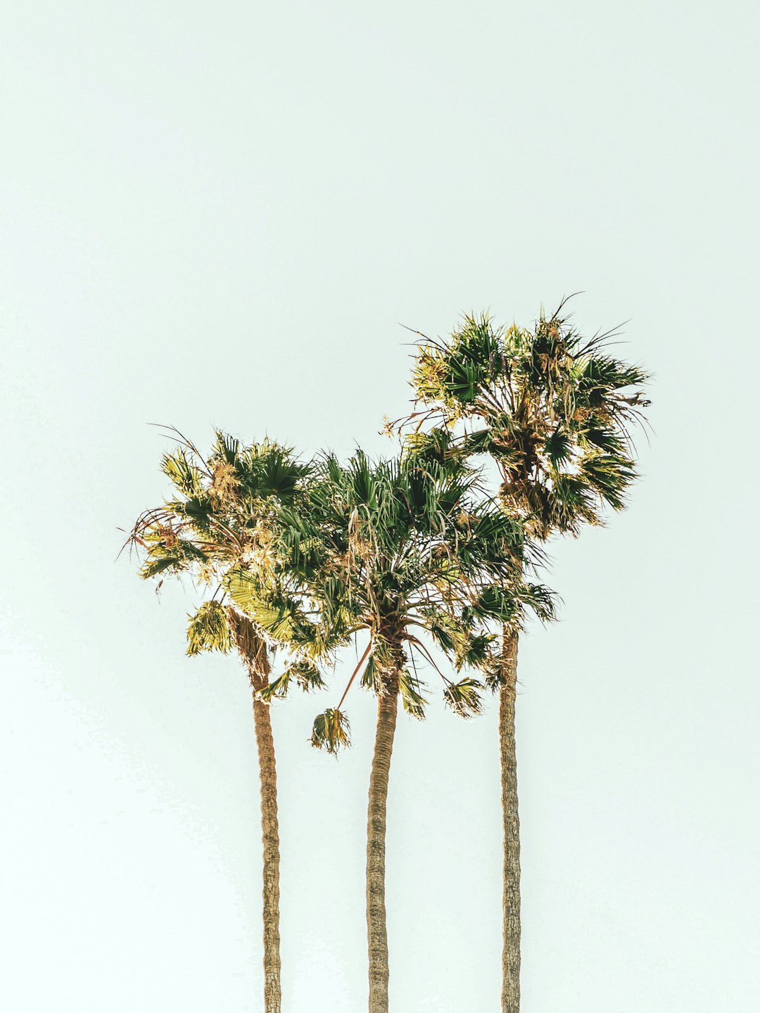 green palm tree under white sky