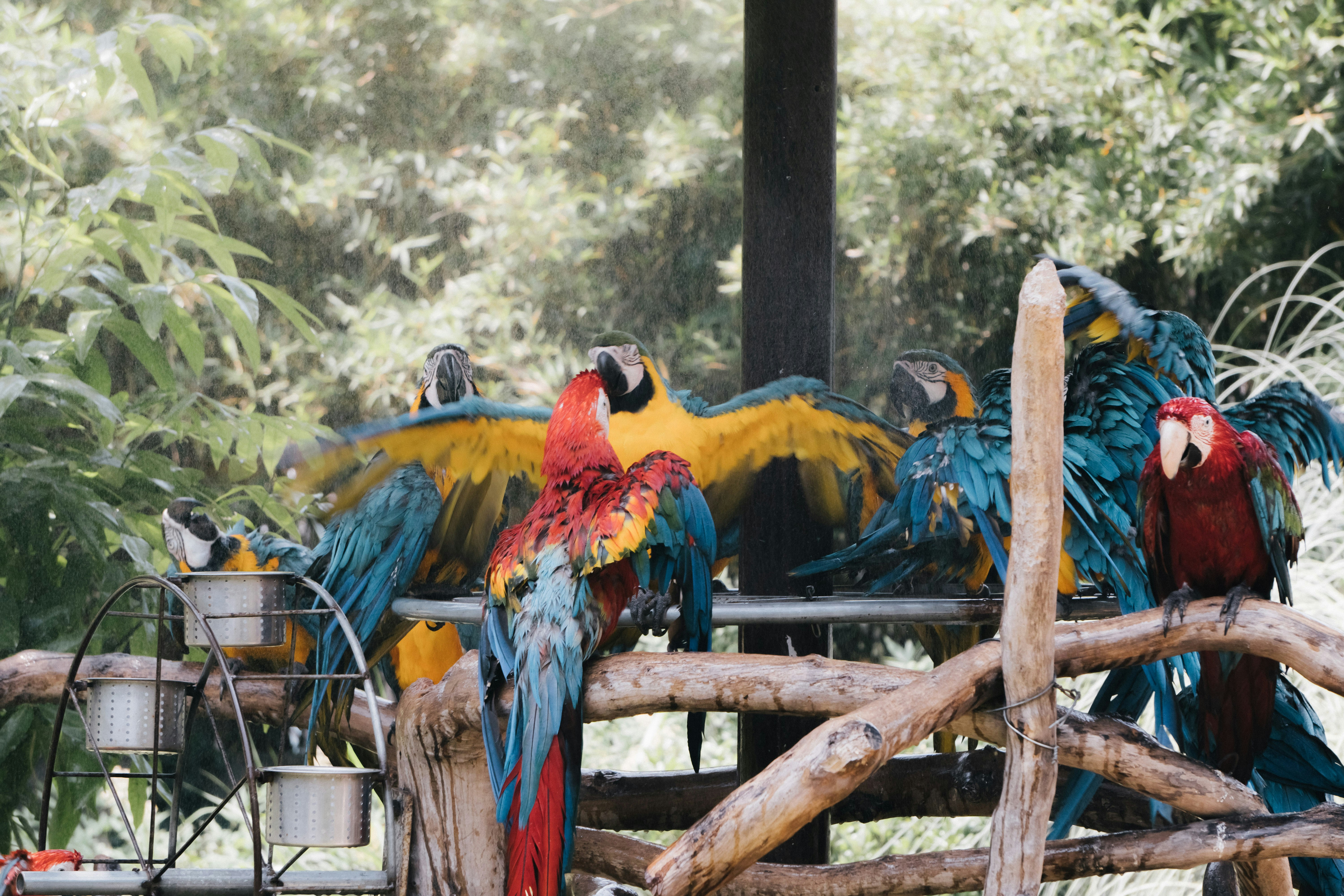 blue yellow and red macaw on brown wooden tree branch during daytime