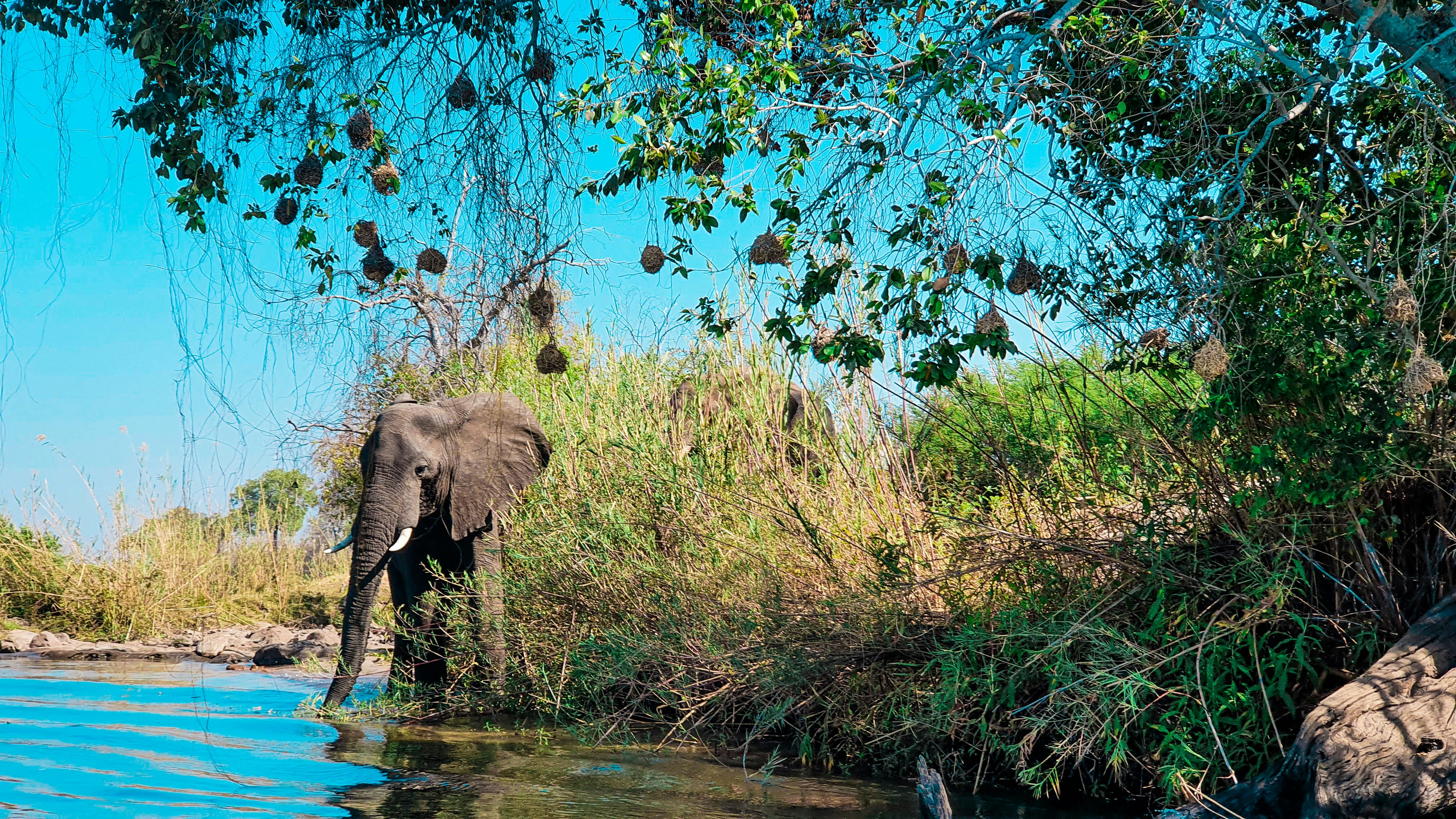 Victoria Falls photo